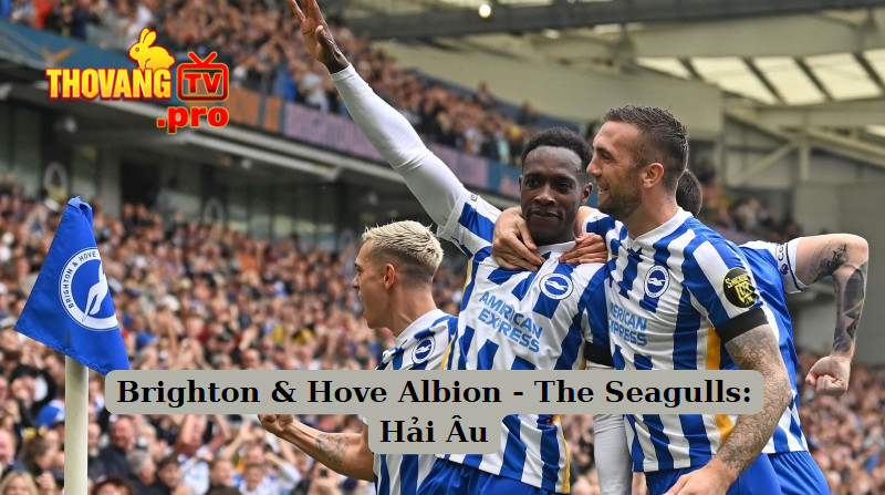 Brighton & Hove Albion - The Seagulls: Hải Âu